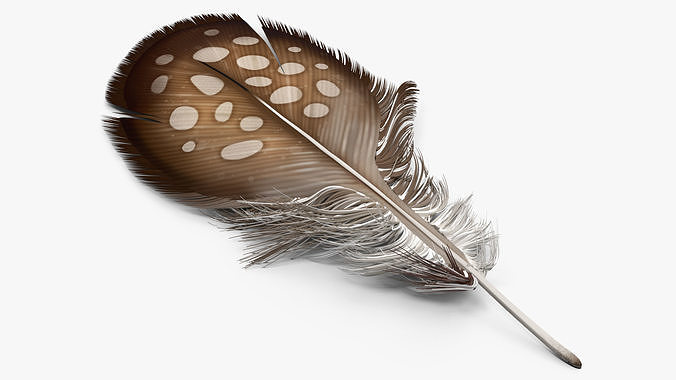 Helmeted Gvineafowl Feather