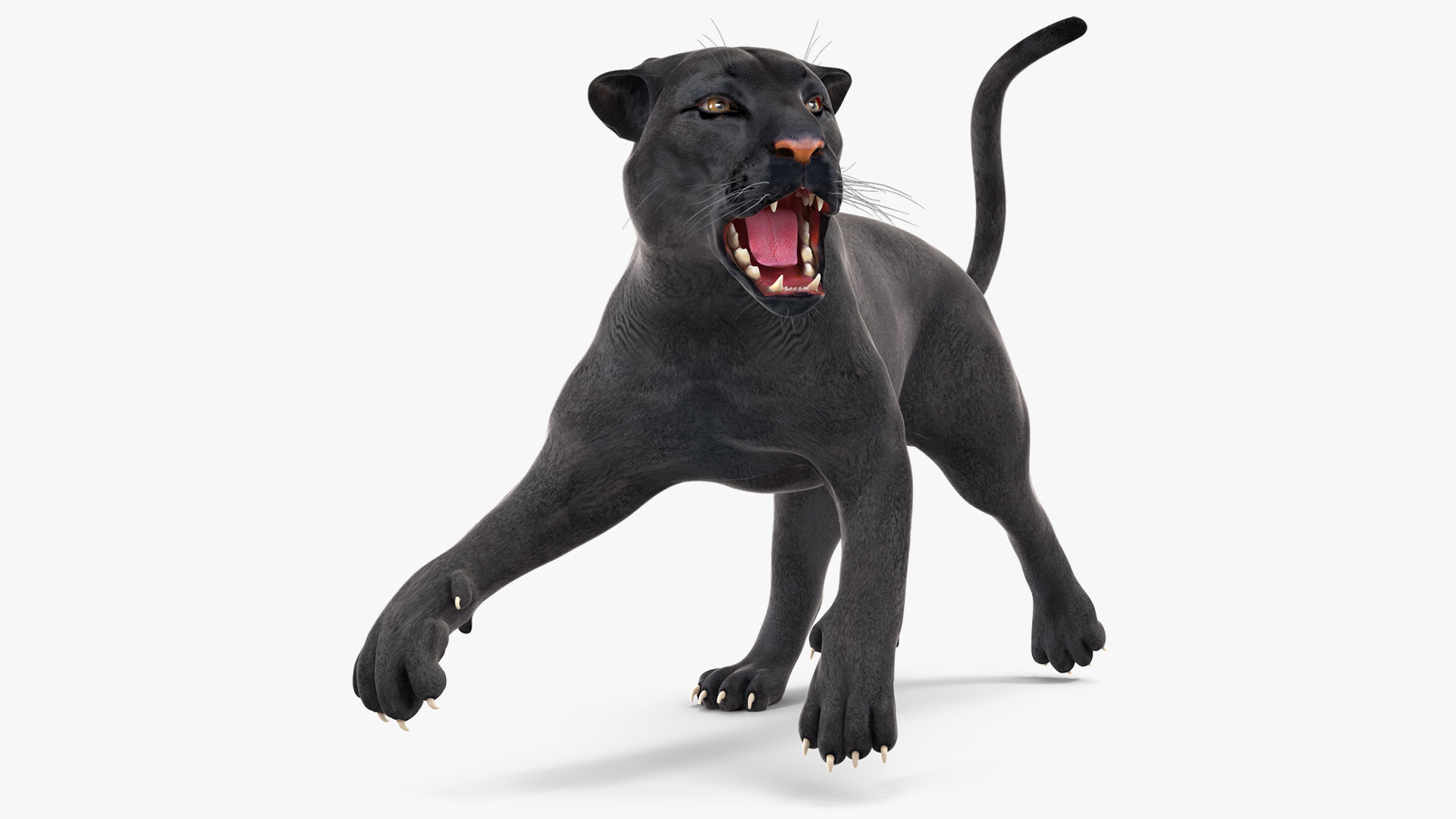 Black Panther Rigged 3D model
