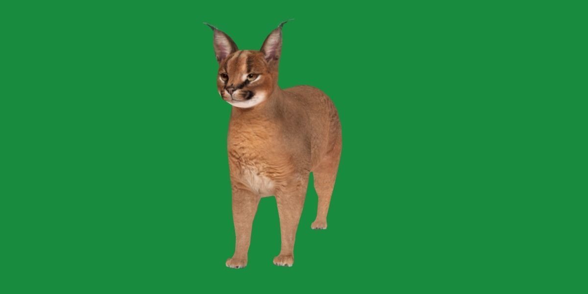 Caracal Wild Cat Low-poly 3D model_28