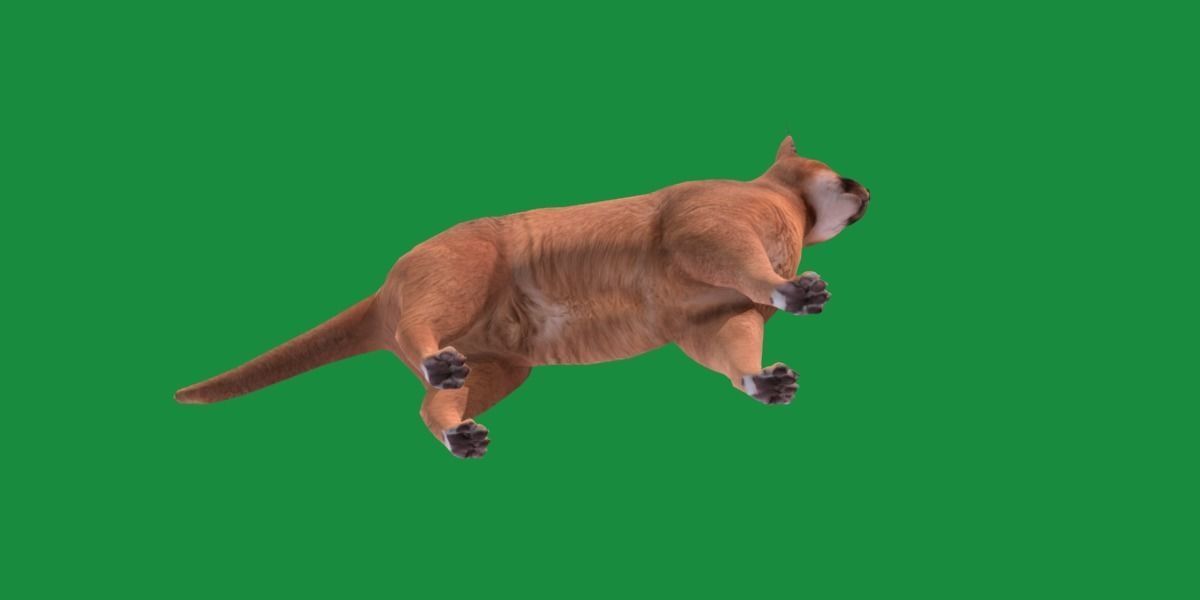 Caracal Wild Cat Low-poly 3D model_26