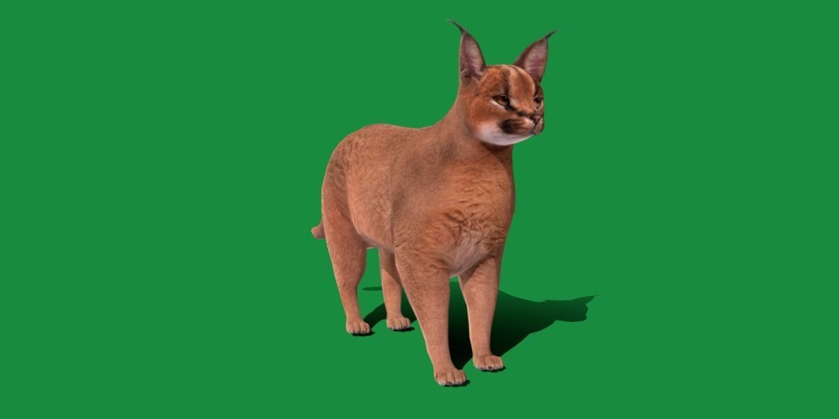 Caracal Wild Cat Low-poly 3D model_33