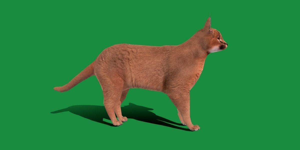 Caracal Wild Cat Low-poly 3D model_8