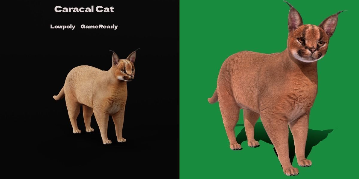 Caracal Wild Cat Low-poly 3D model_7