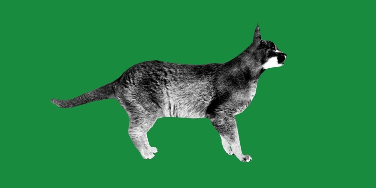 Caracal Wild Cat Low-poly 3D model_12