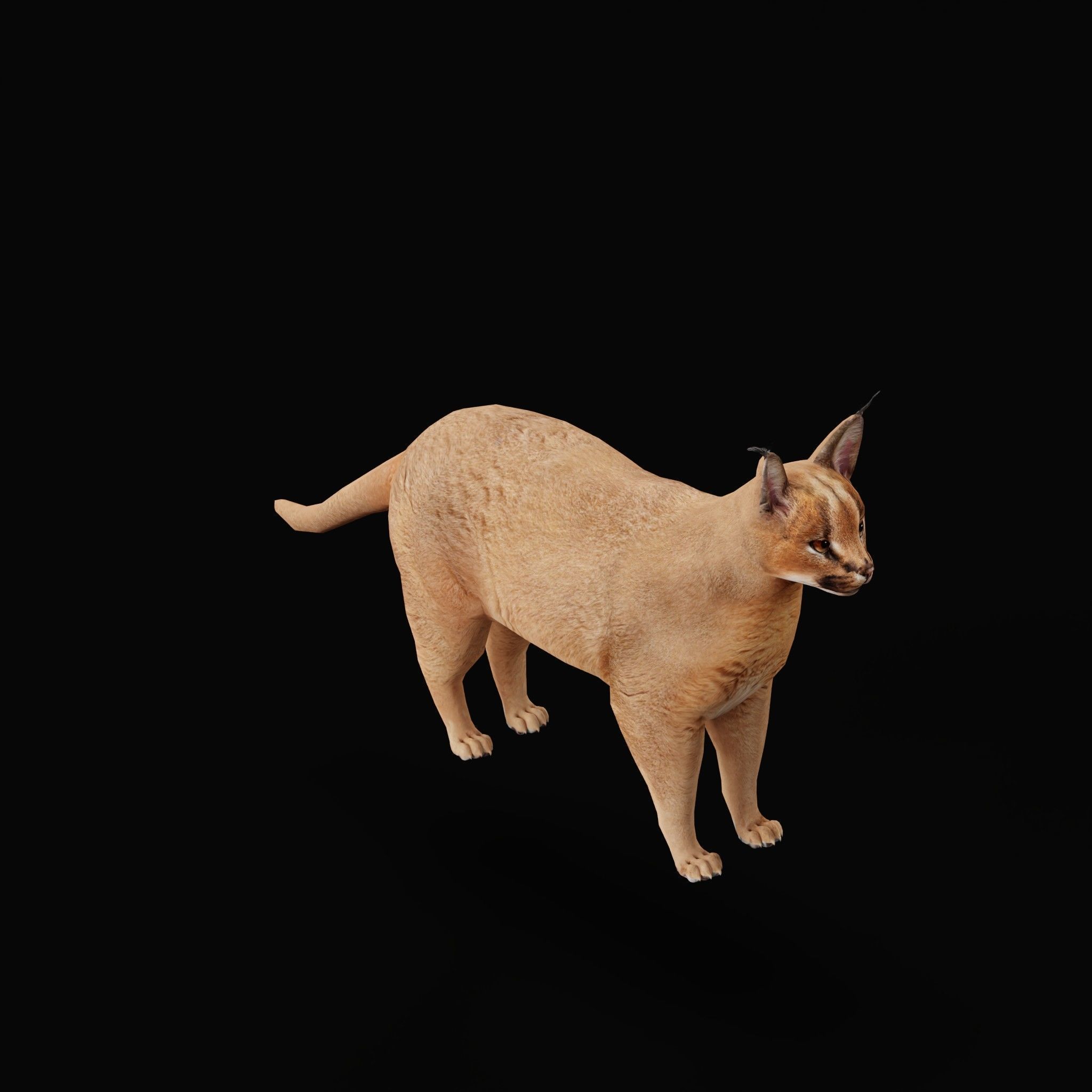 Caracal Wild Cat Low-poly 3D model_5