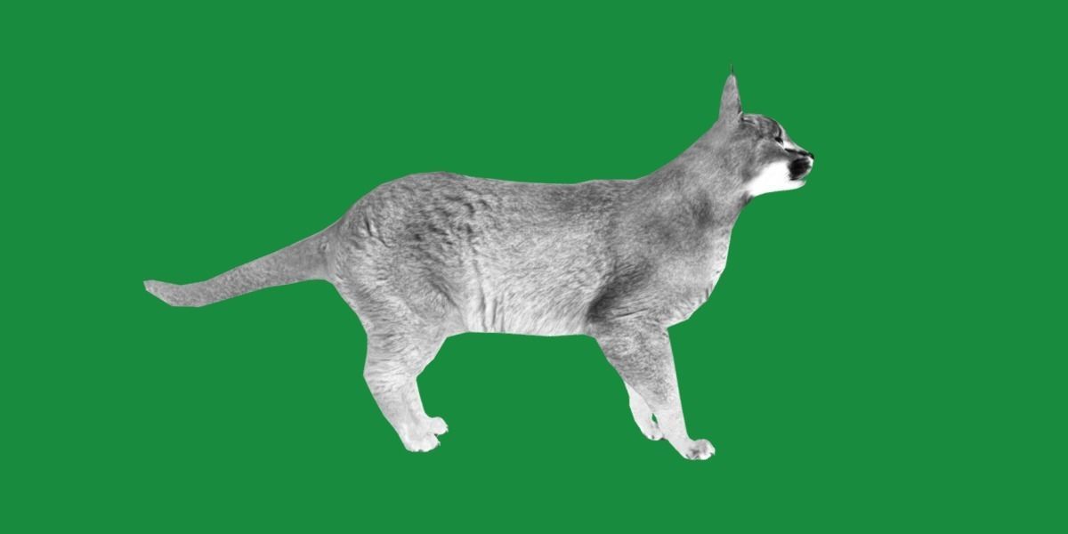 Caracal Wild Cat Low-poly 3D model_11