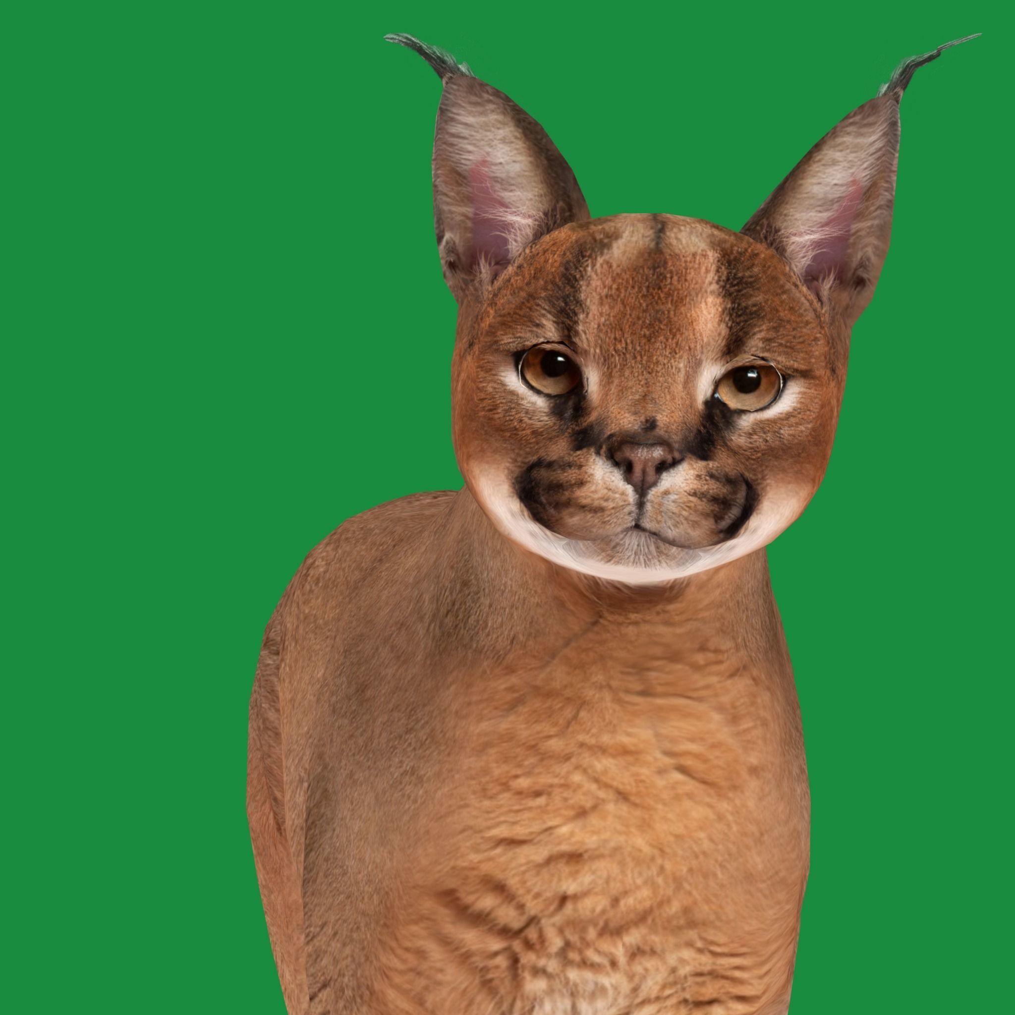 Caracal Wild Cat Low-poly 3D model_25