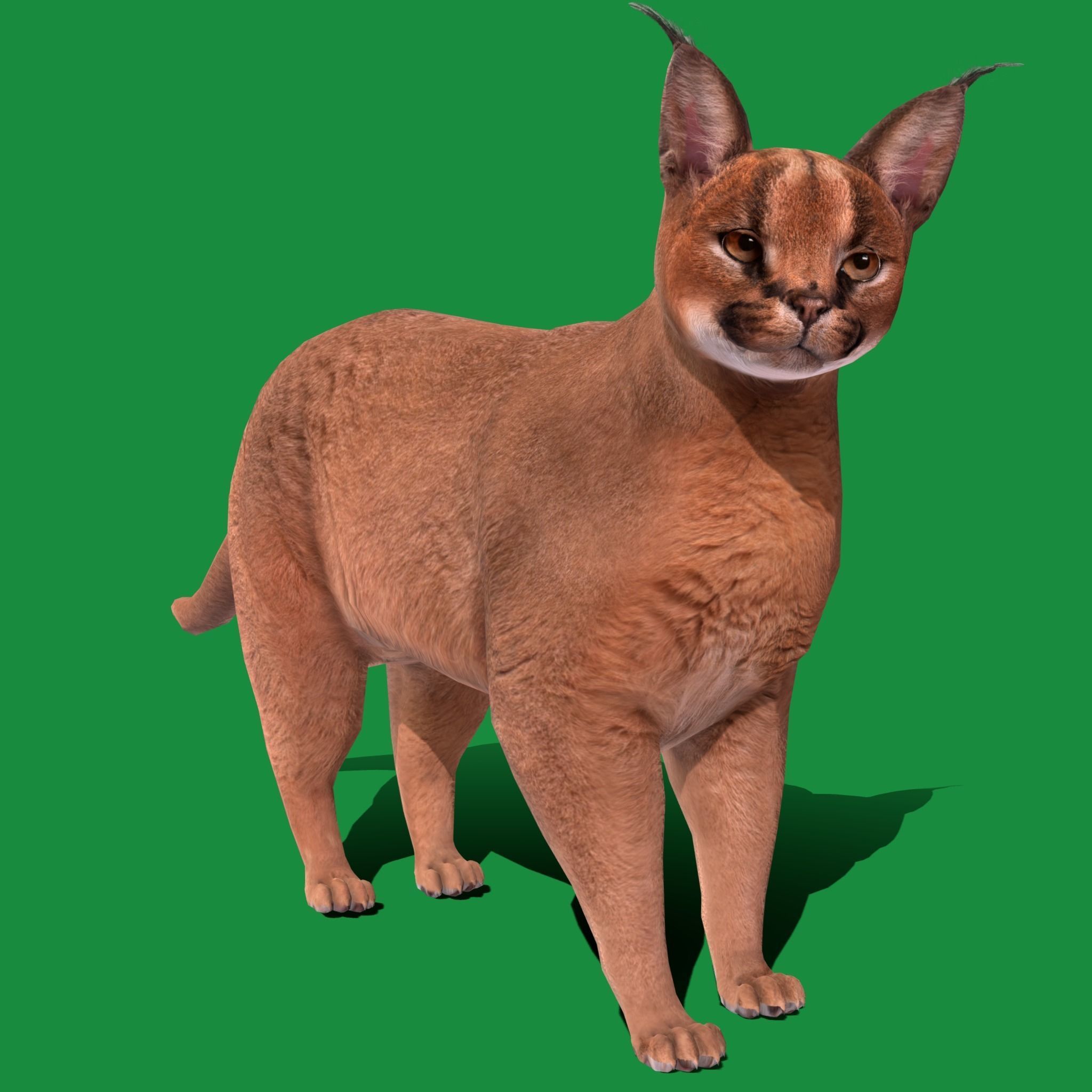 Caracal Wild Cat Low-poly 3D model_23