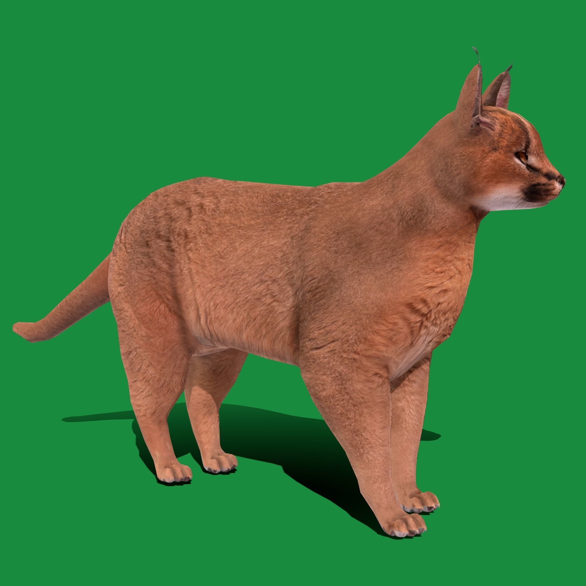 Caracal Wild Cat Low-poly 3D model_24