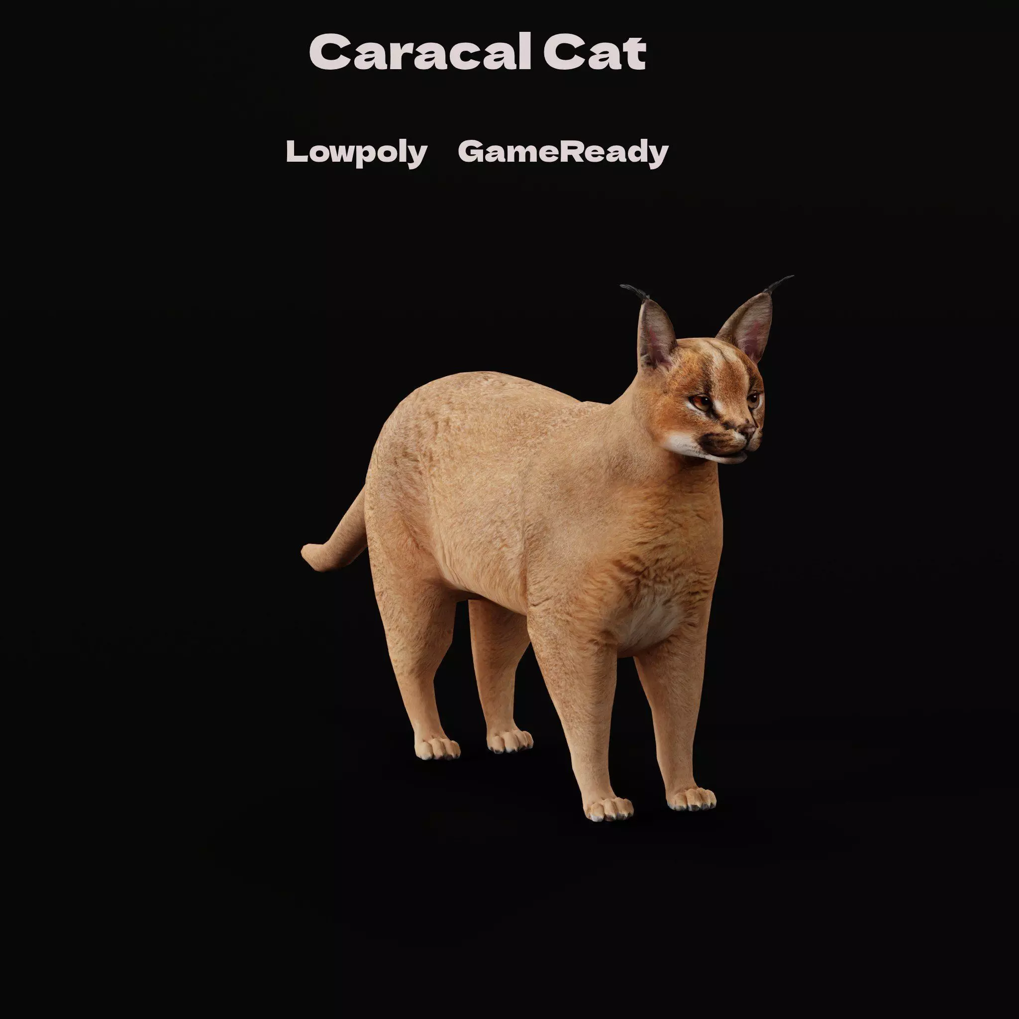 Caracal Wild Cat Low-poly 3D model_0