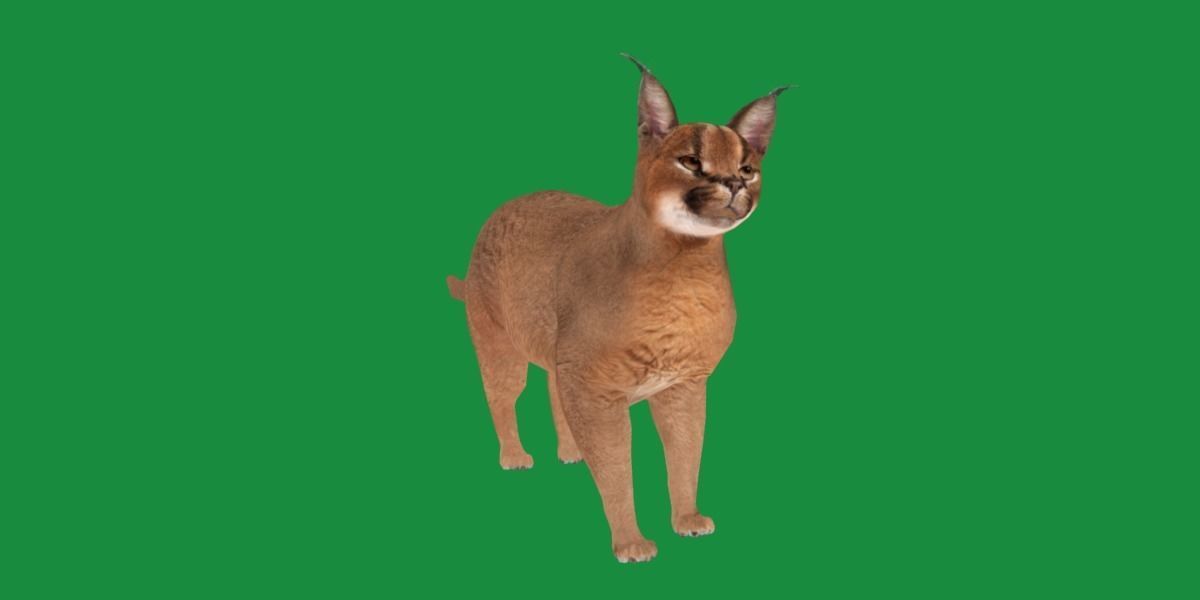 Caracal Wild Cat Low-poly 3D model_31