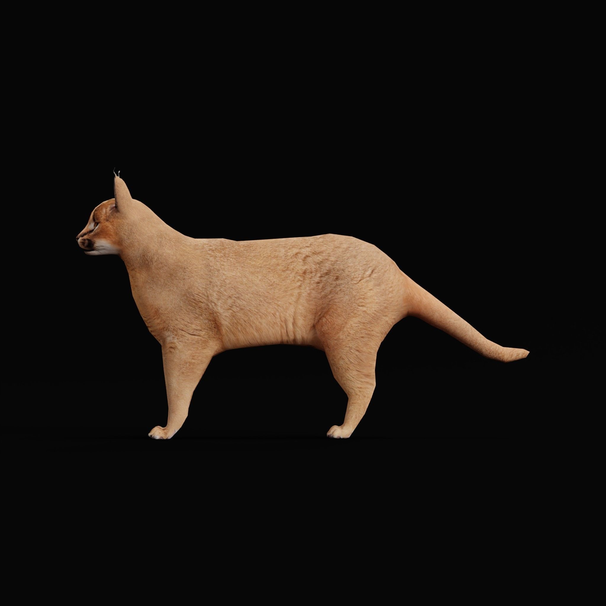 Caracal Wild Cat Low-poly 3D model_3