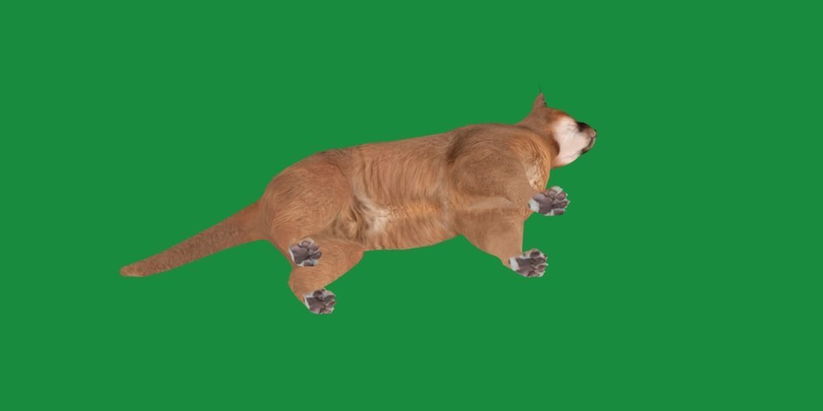 Caracal Wild Cat Low-poly 3D model_27