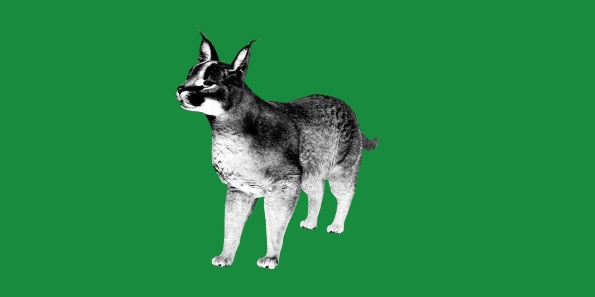 Caracal Wild Cat Low-poly 3D model_13