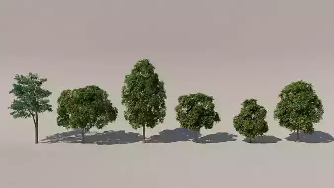 Set Trees