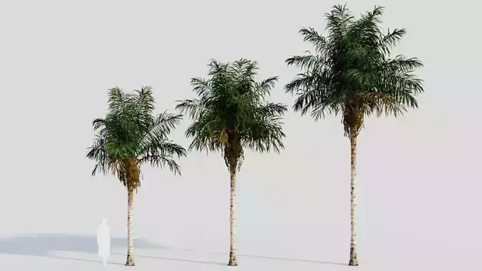 Acrocomia aculeata a