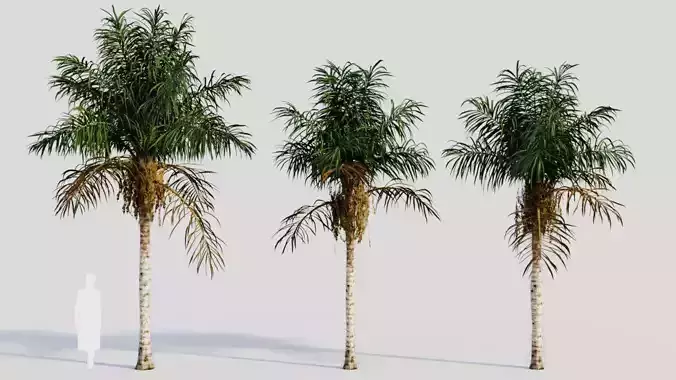 Acrocomia aculeata b