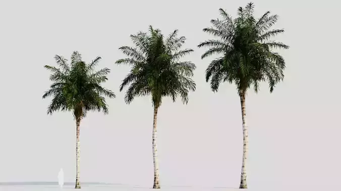 Acrocomia aculeata c