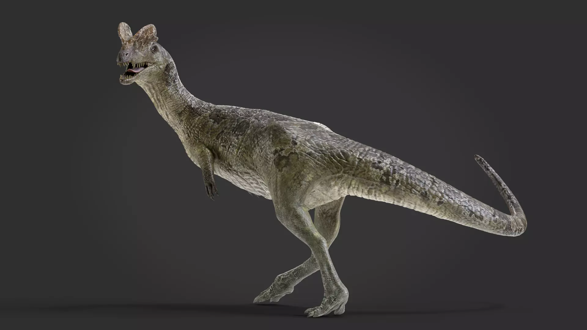 dilophosaurs Low-poly 3D model_0