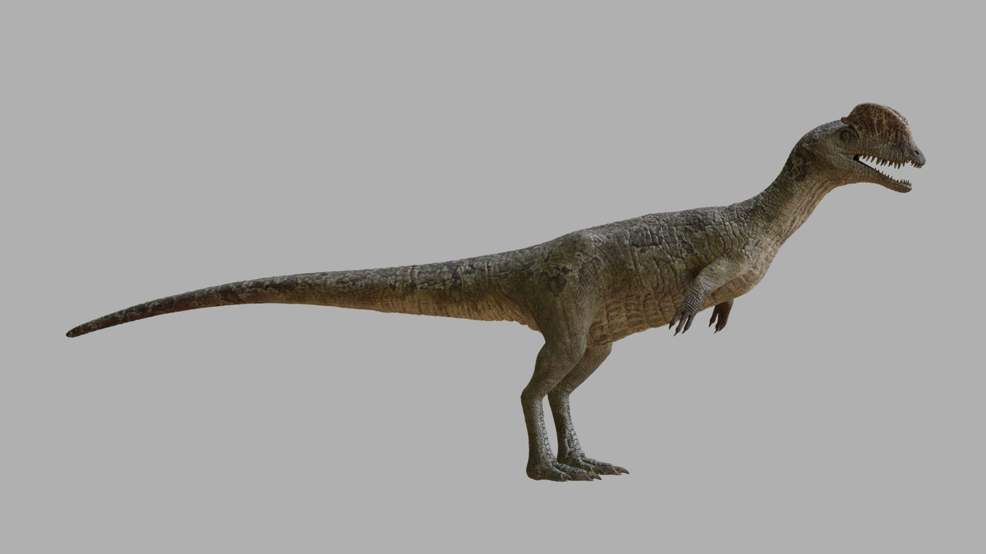 dilophosaurs Low-poly 3D model_9