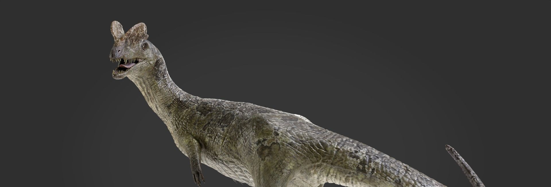 dilophosaurs Low-poly 3D model_10