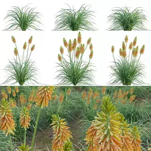 Kniphofia triangularis