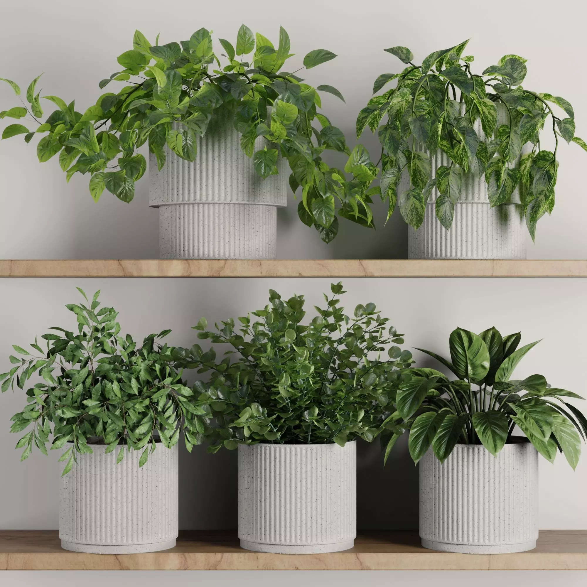 Plants on Shelf SetV8 3D model