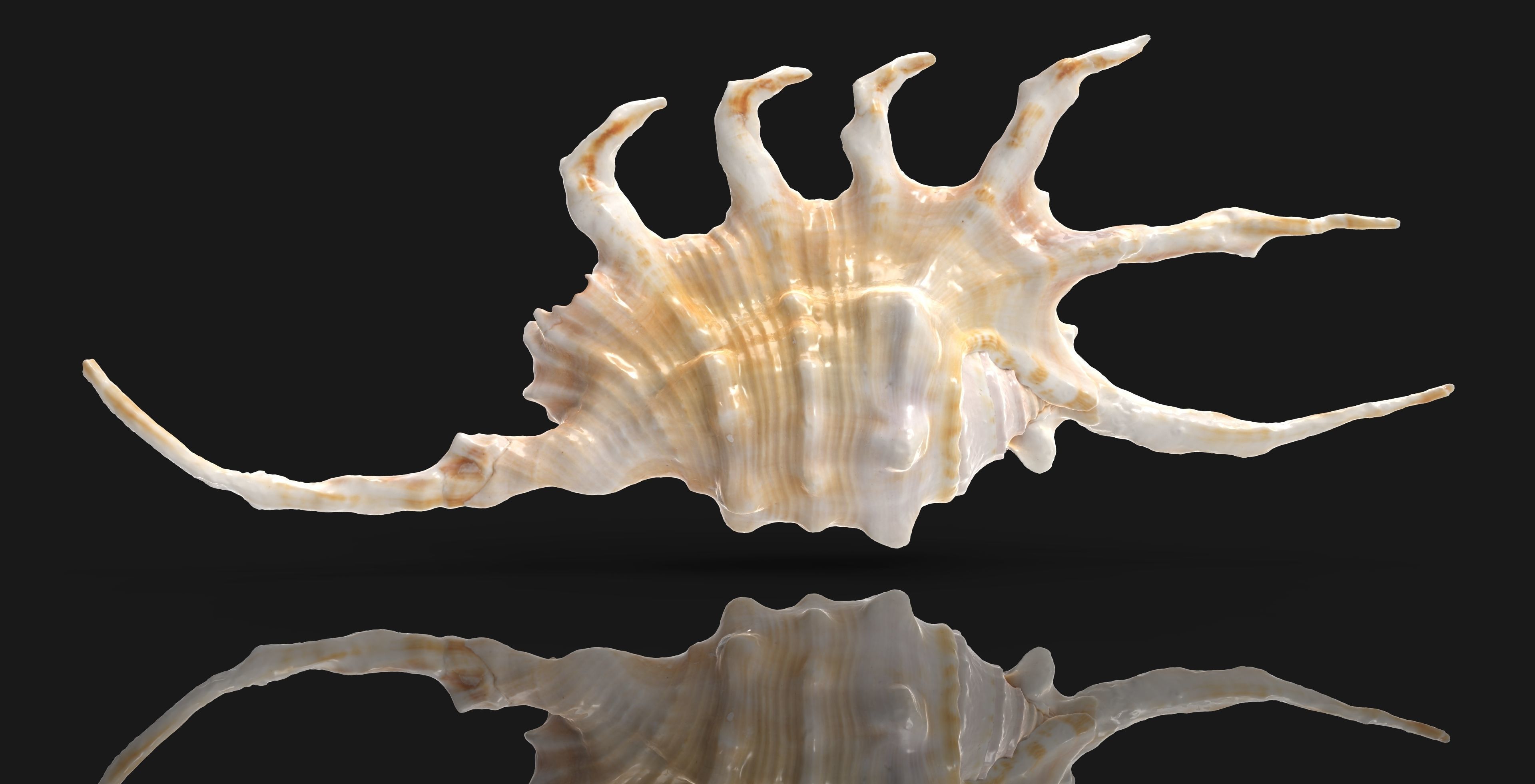 Lambis Truncata Sea Shell 3d model Low-poly 3D model_4