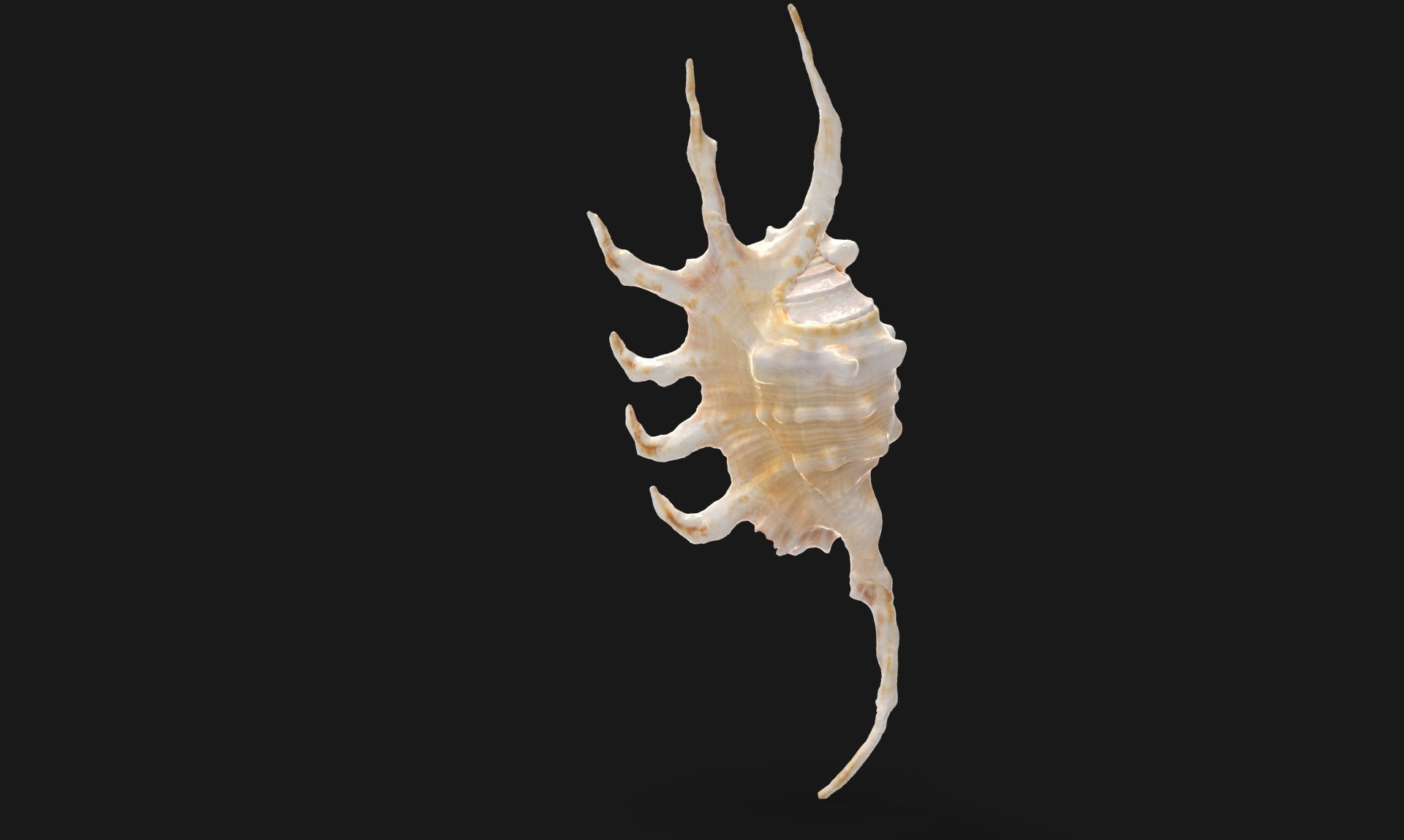 Lambis Truncata Sea Shell 3d model Low-poly 3D model_5