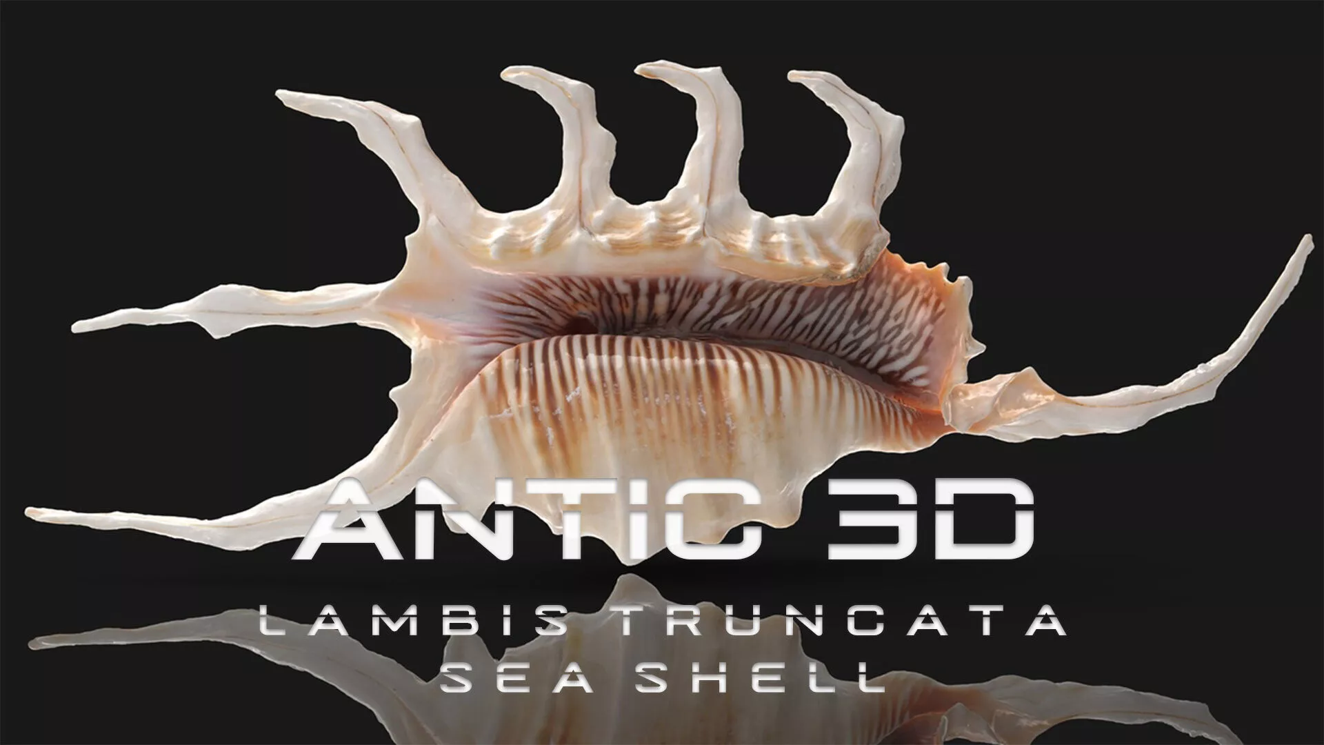 Lambis Truncata Sea Shell 3d model Low-poly 3D model