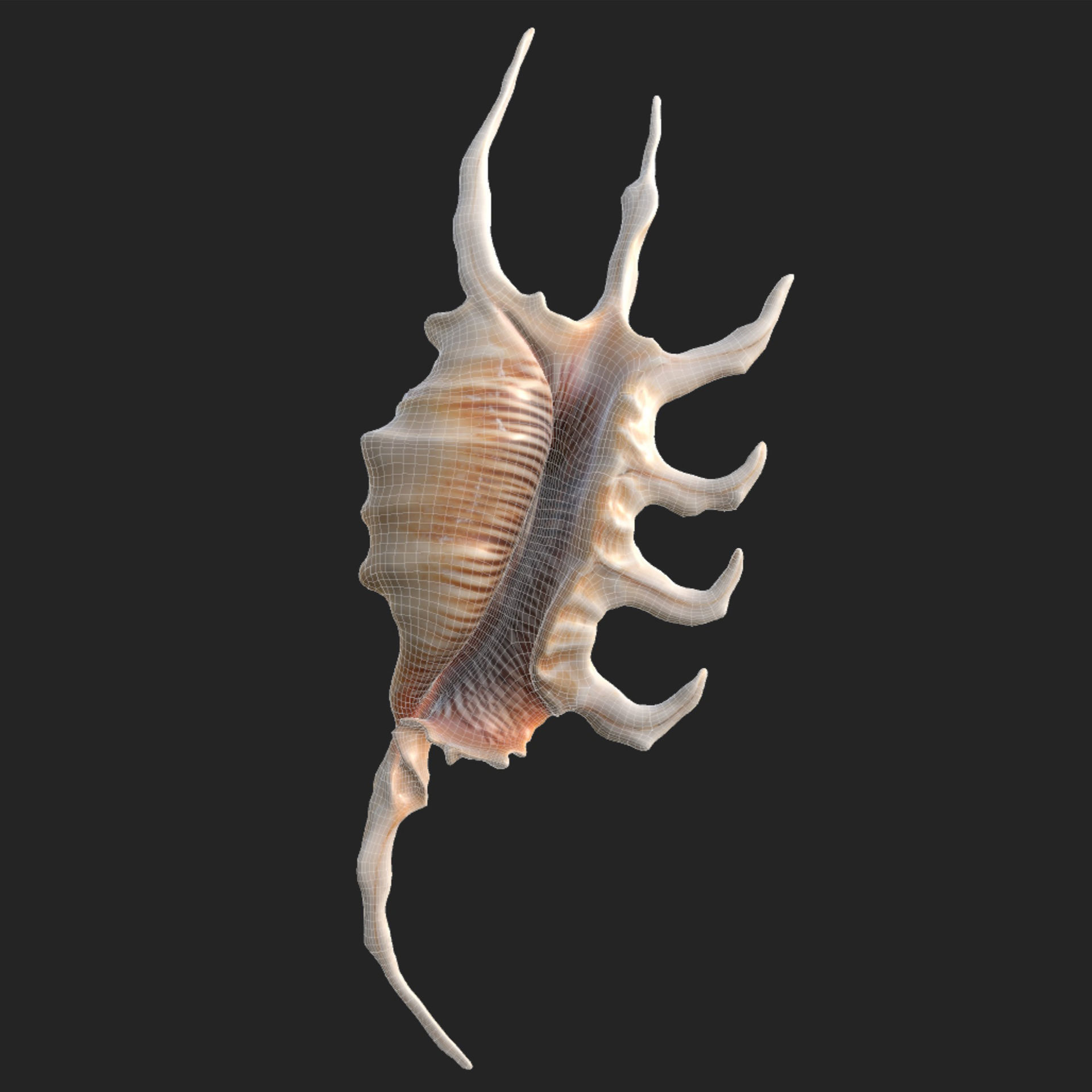 Lambis Truncata Sea Shell 3d model Low-poly 3D model_6