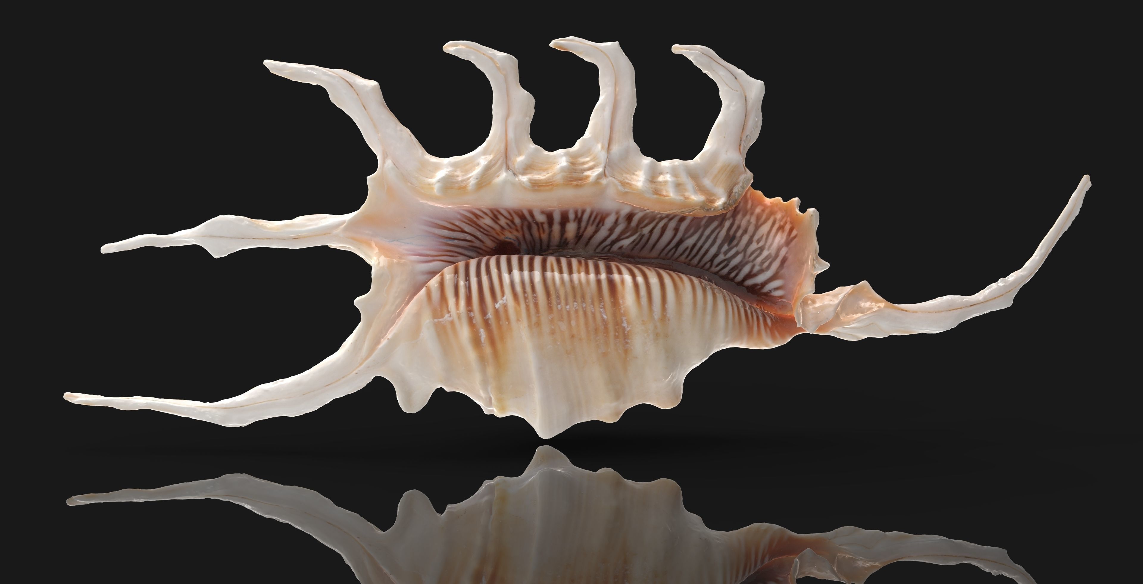 Lambis Truncata Sea Shell 3d model Low-poly 3D model_2