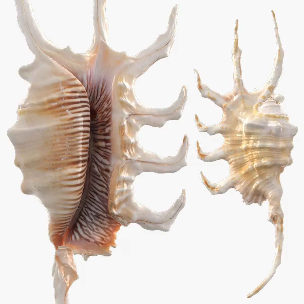 Lambis Truncata Sea Shell 3d model Low-poly 3D model_0