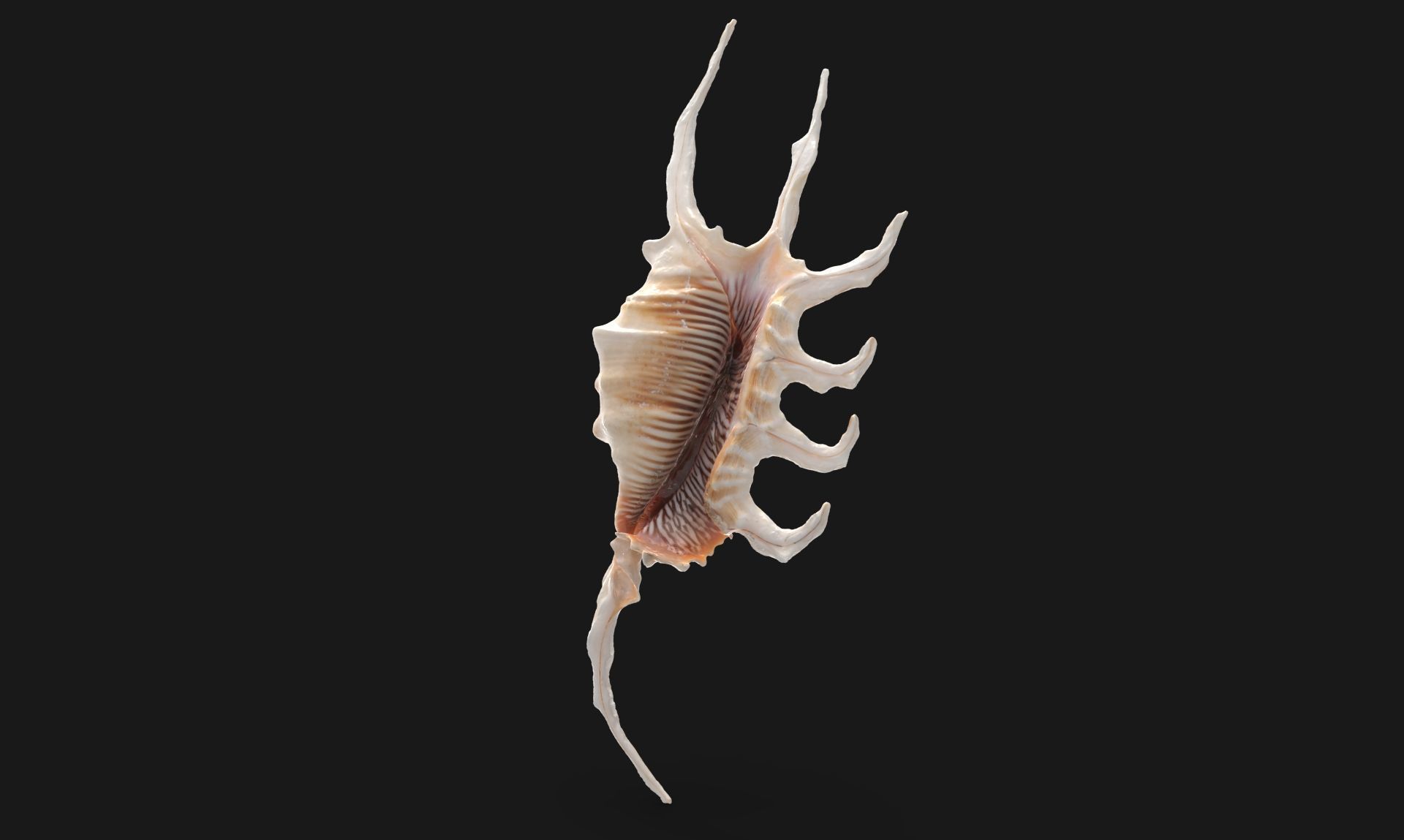 Lambis Truncata Sea Shell 3d model Low-poly 3D model_3