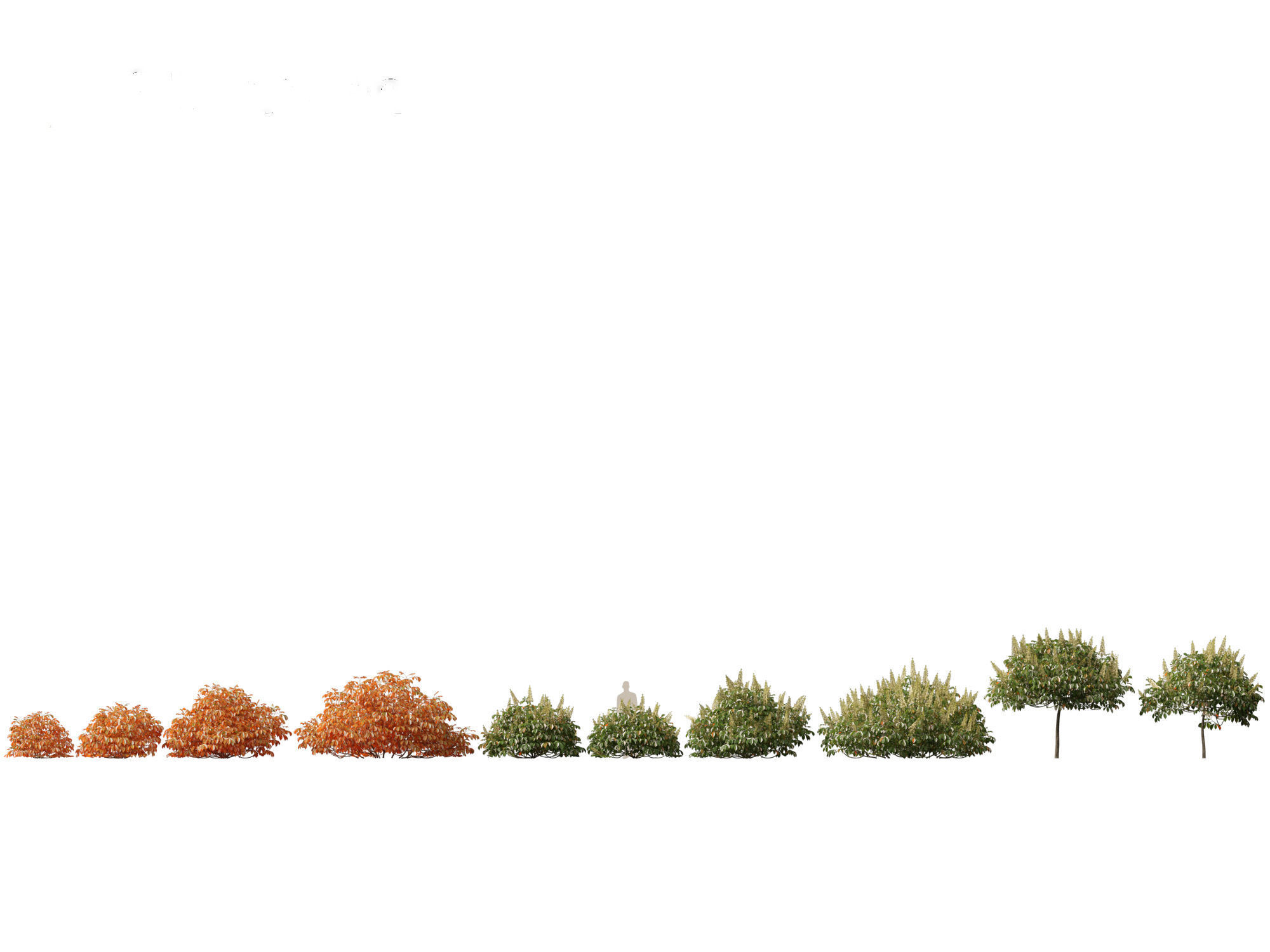 Aesculus parviflora - bottlebrush buckeye 3D model_1