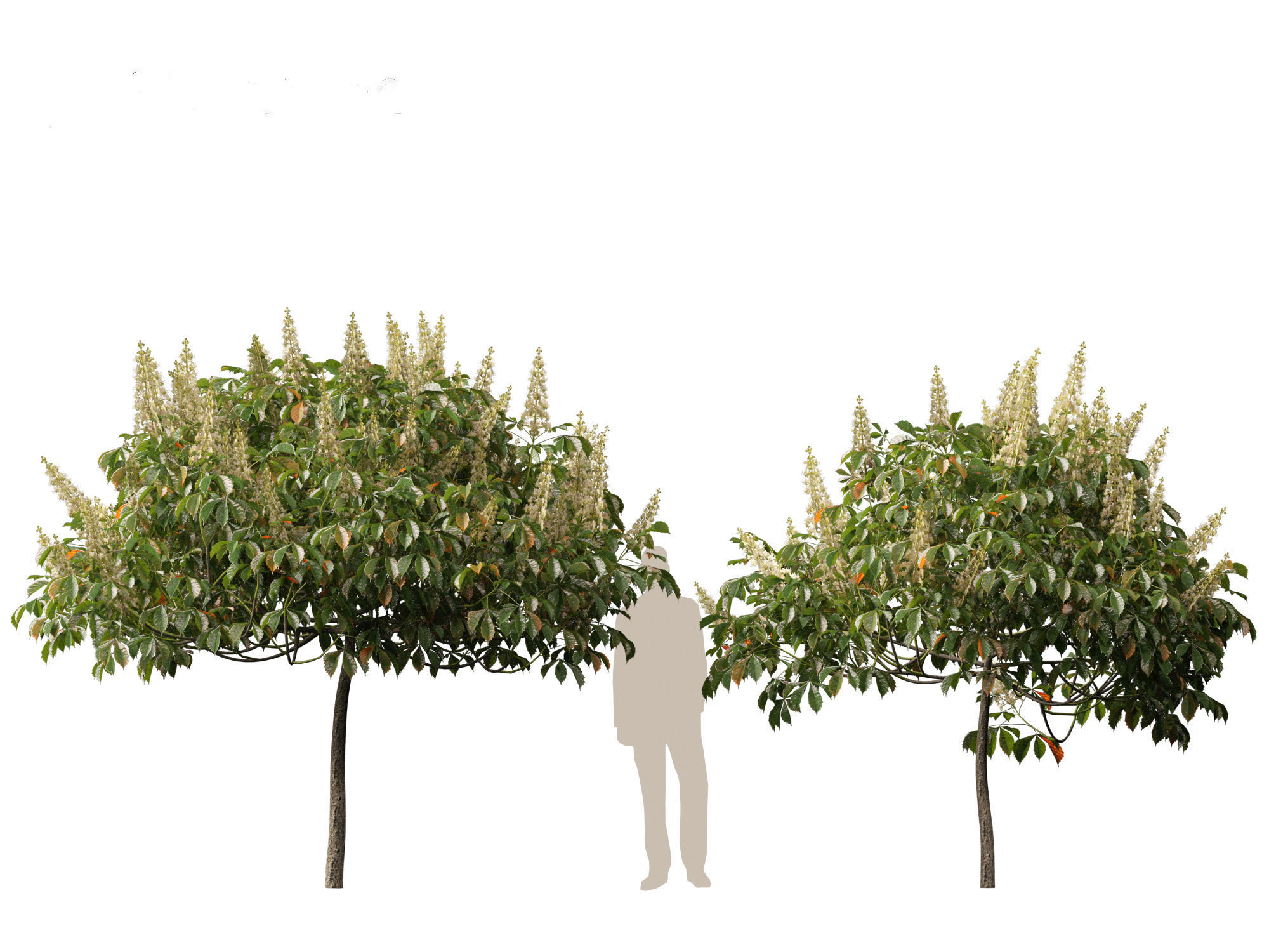 Aesculus parviflora - bottlebrush buckeye 3D model_15