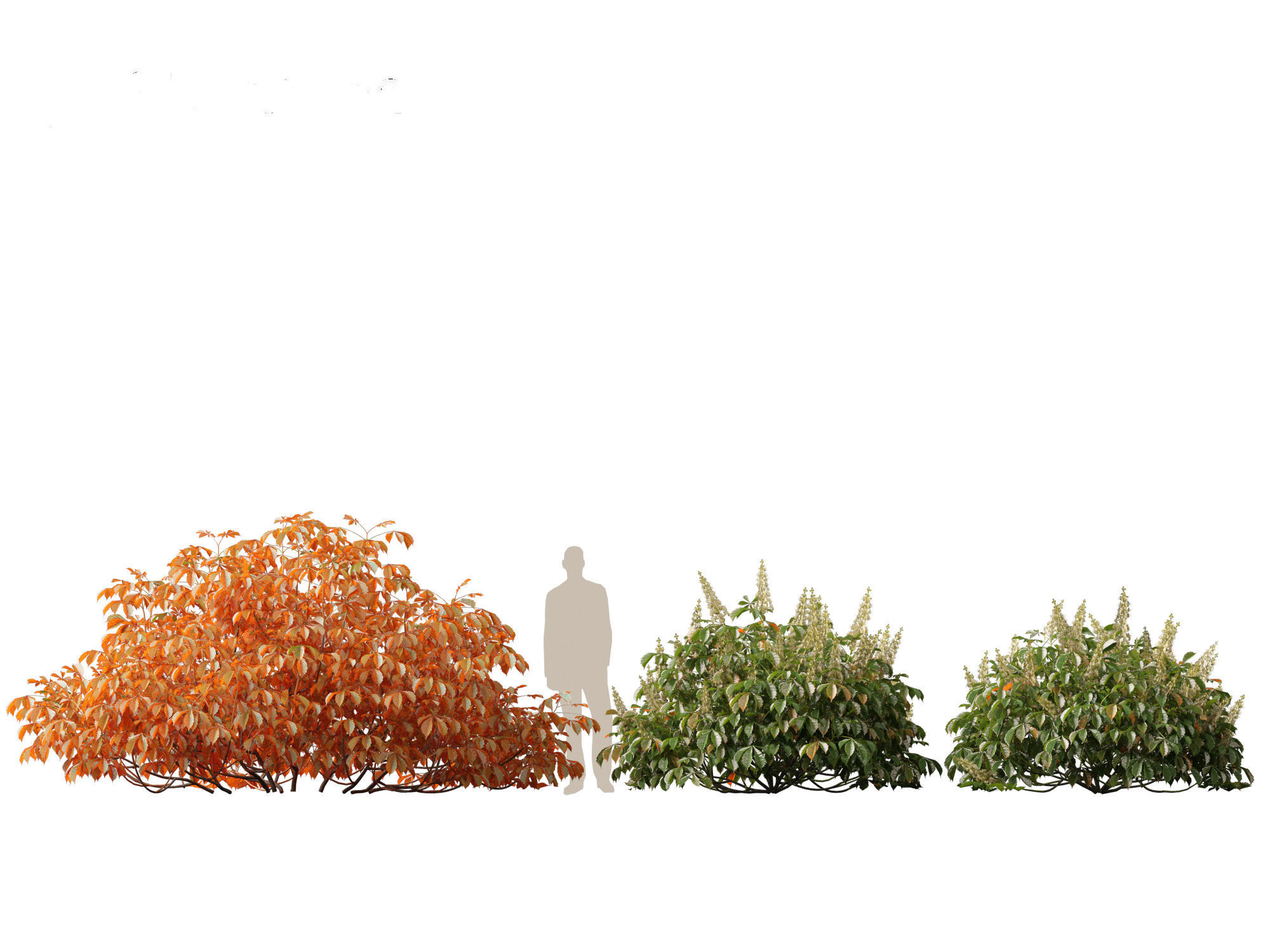 Aesculus parviflora - bottlebrush buckeye 3D model_11