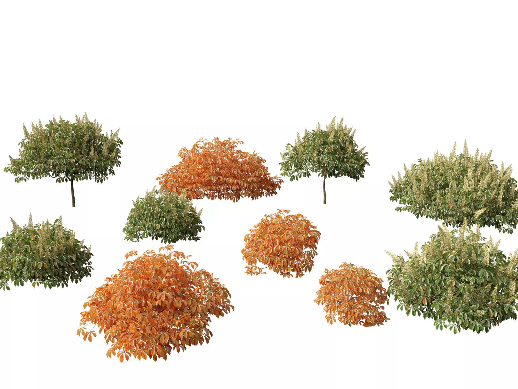 Aesculus parviflora - bottlebrush buckeye 3D model_0