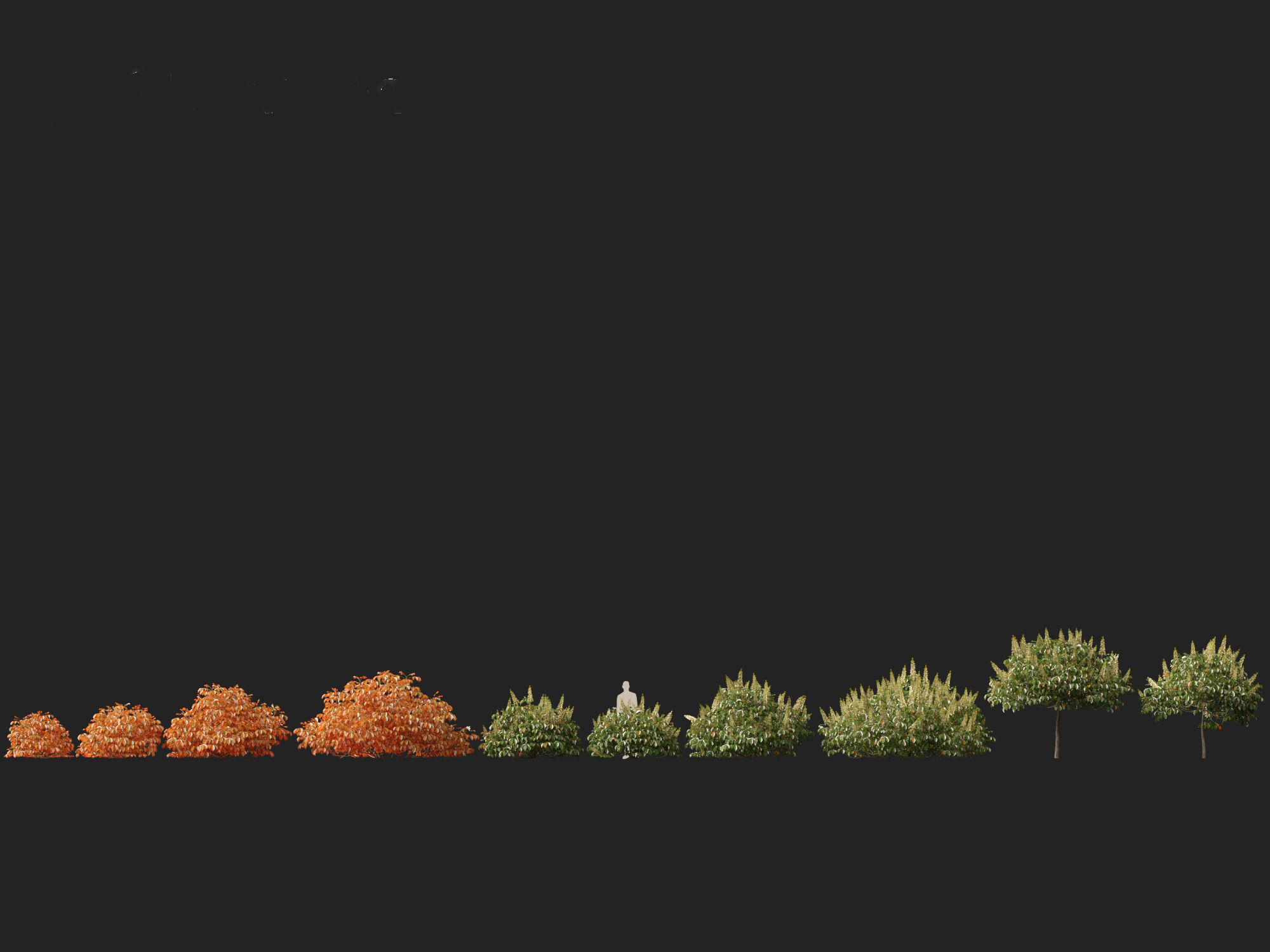 Aesculus parviflora - bottlebrush buckeye 3D model_8