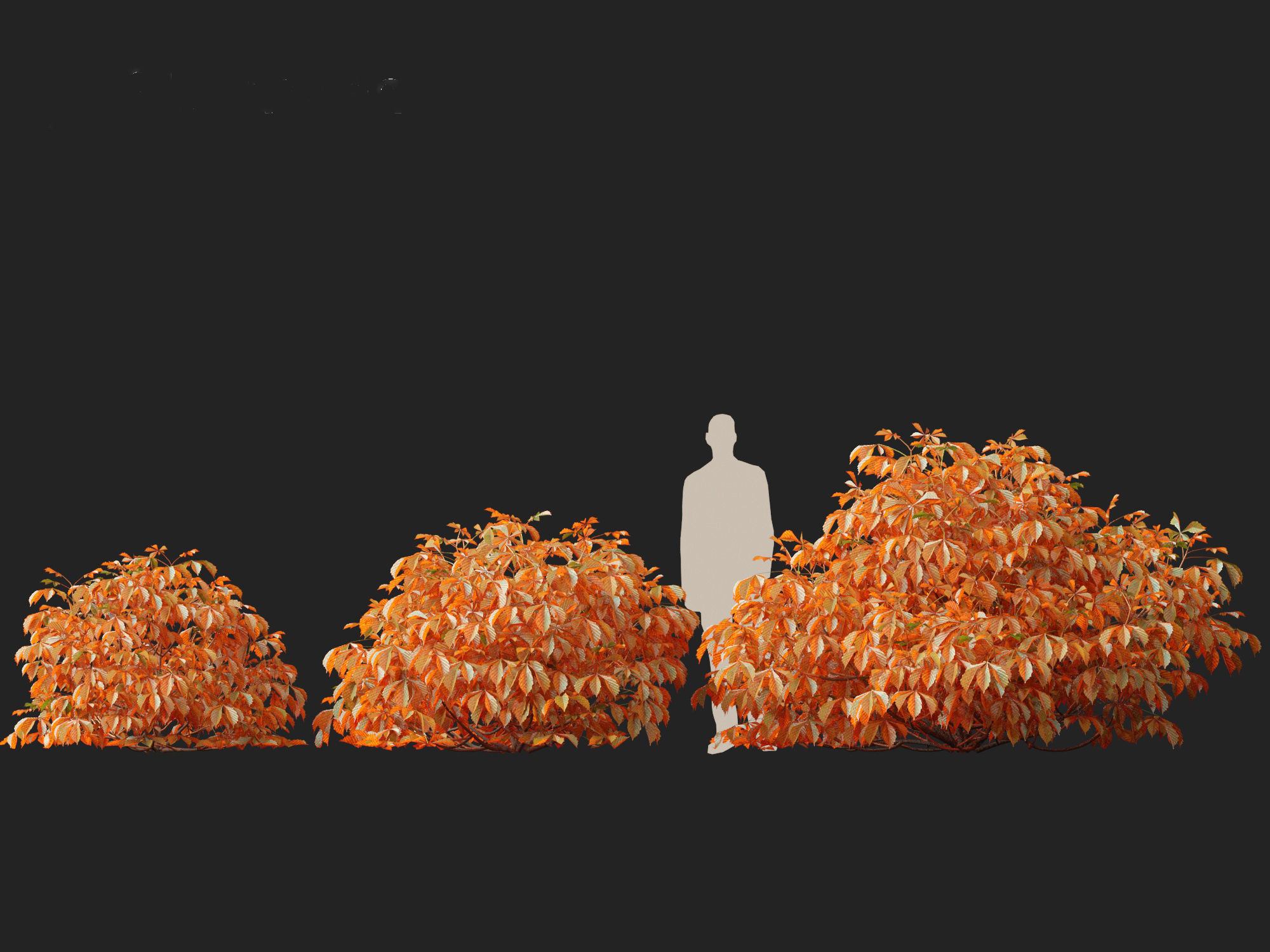 Aesculus parviflora - bottlebrush buckeye 3D model_10