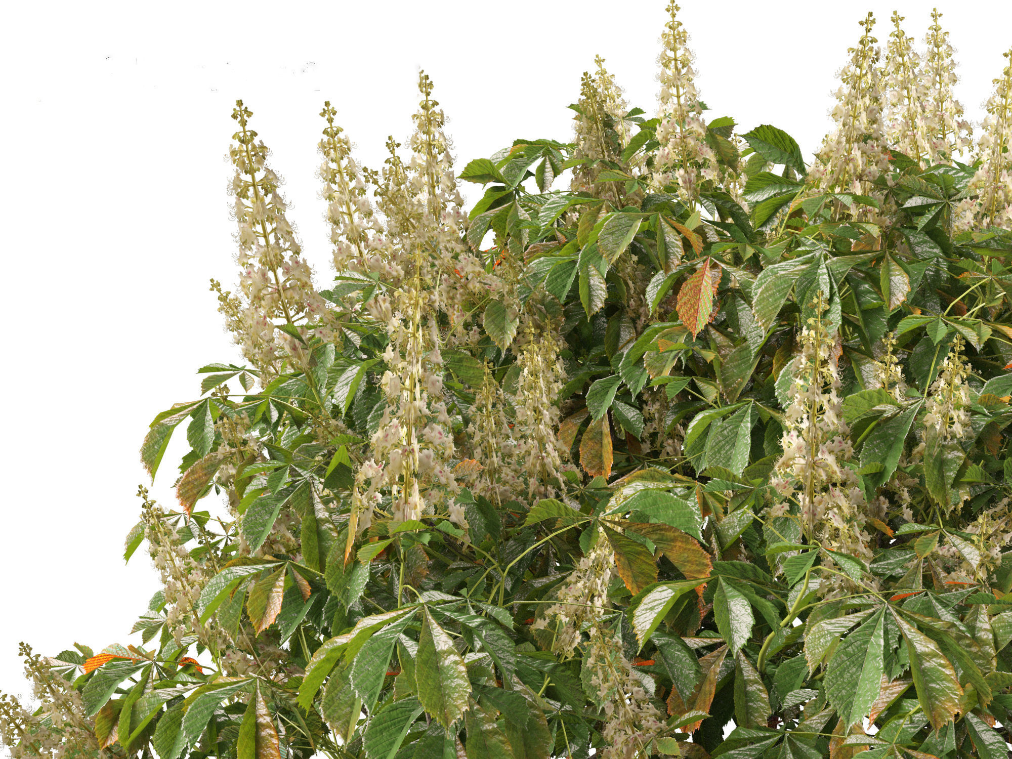 Aesculus parviflora - bottlebrush buckeye 3D model_4