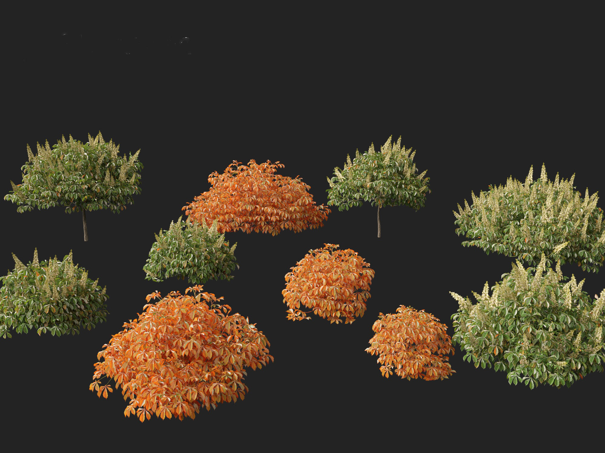 Aesculus parviflora - bottlebrush buckeye 3D model_3