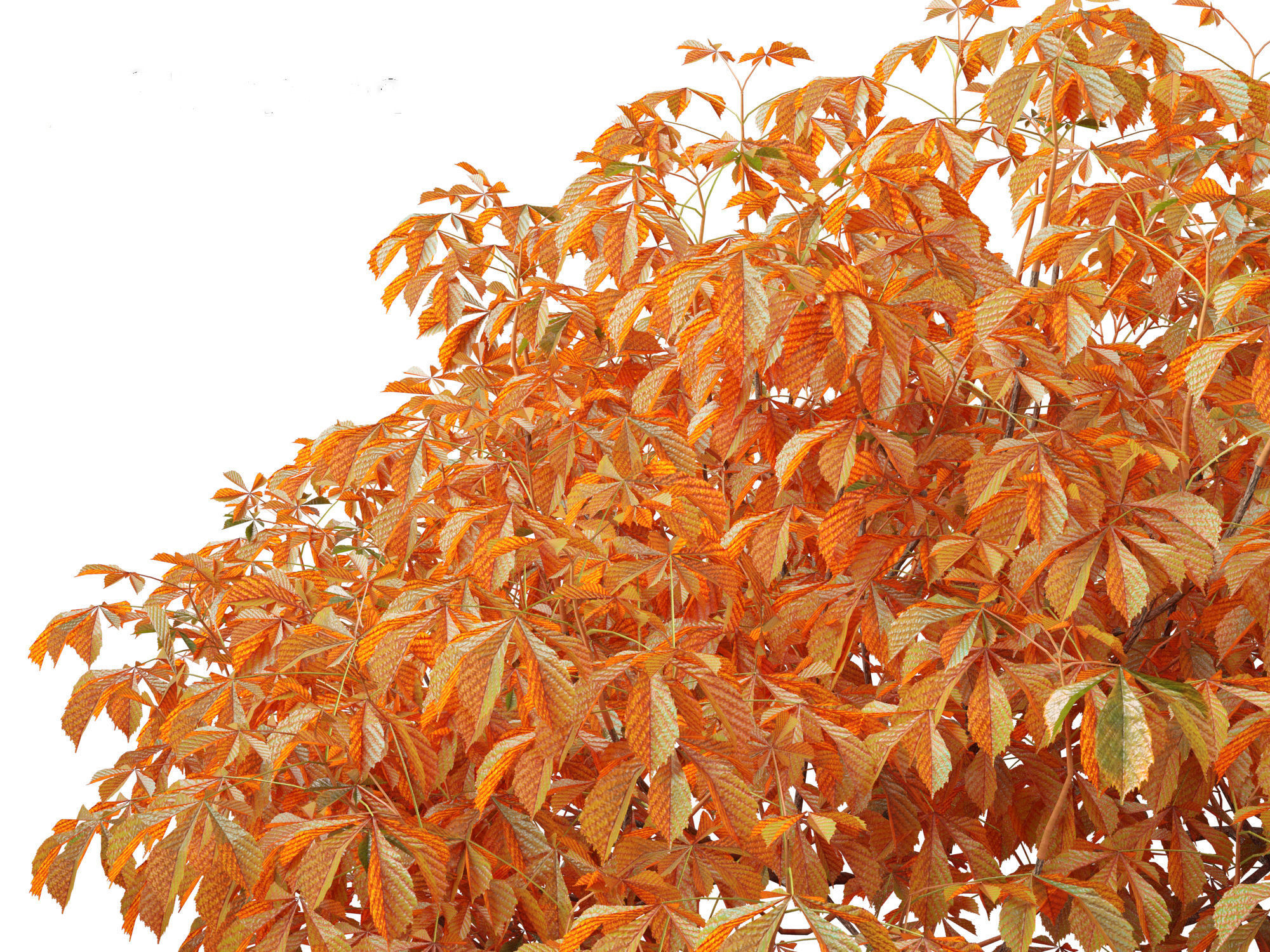 Aesculus parviflora - bottlebrush buckeye 3D model_6