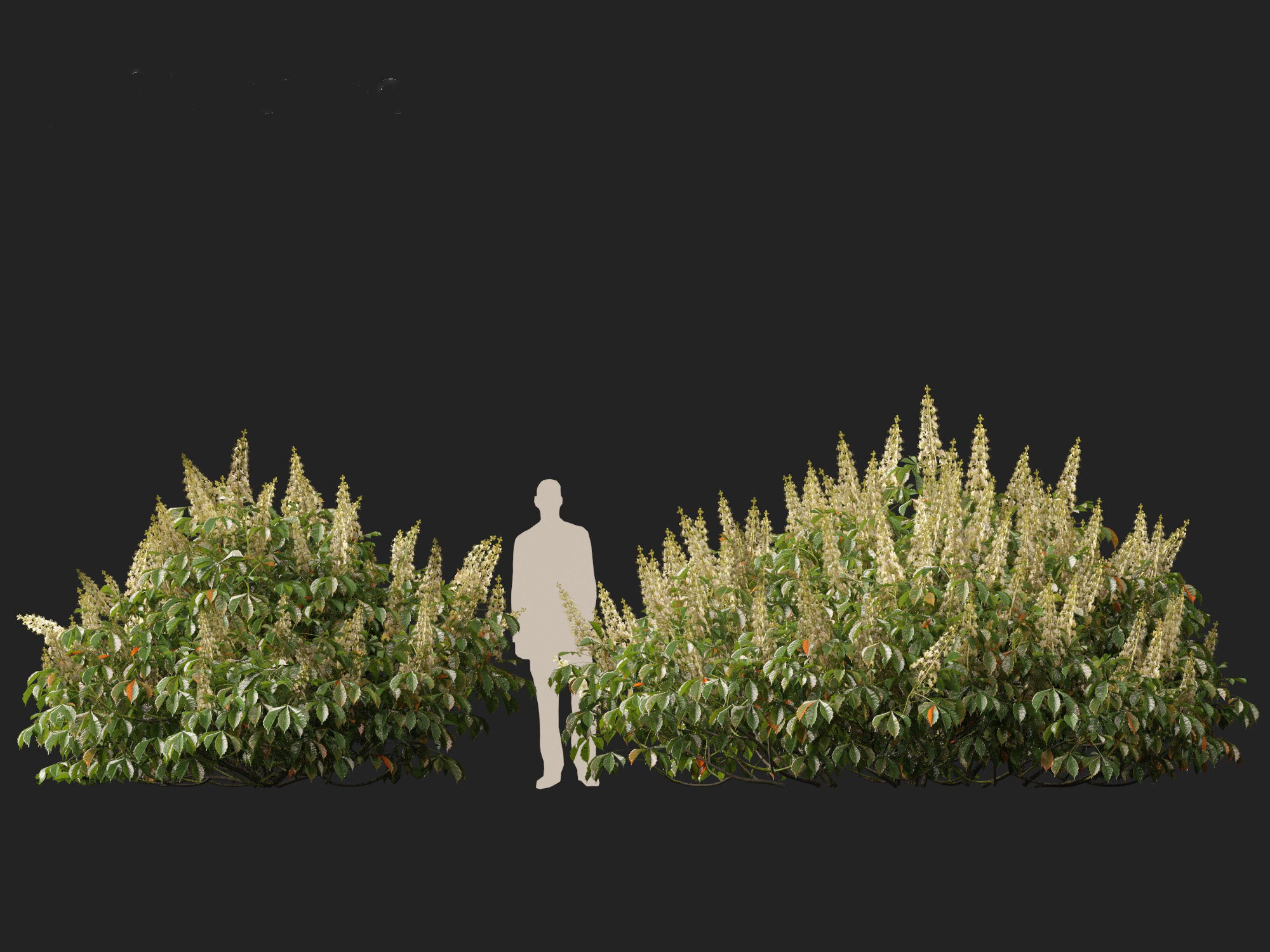 Aesculus parviflora - bottlebrush buckeye 3D model_14