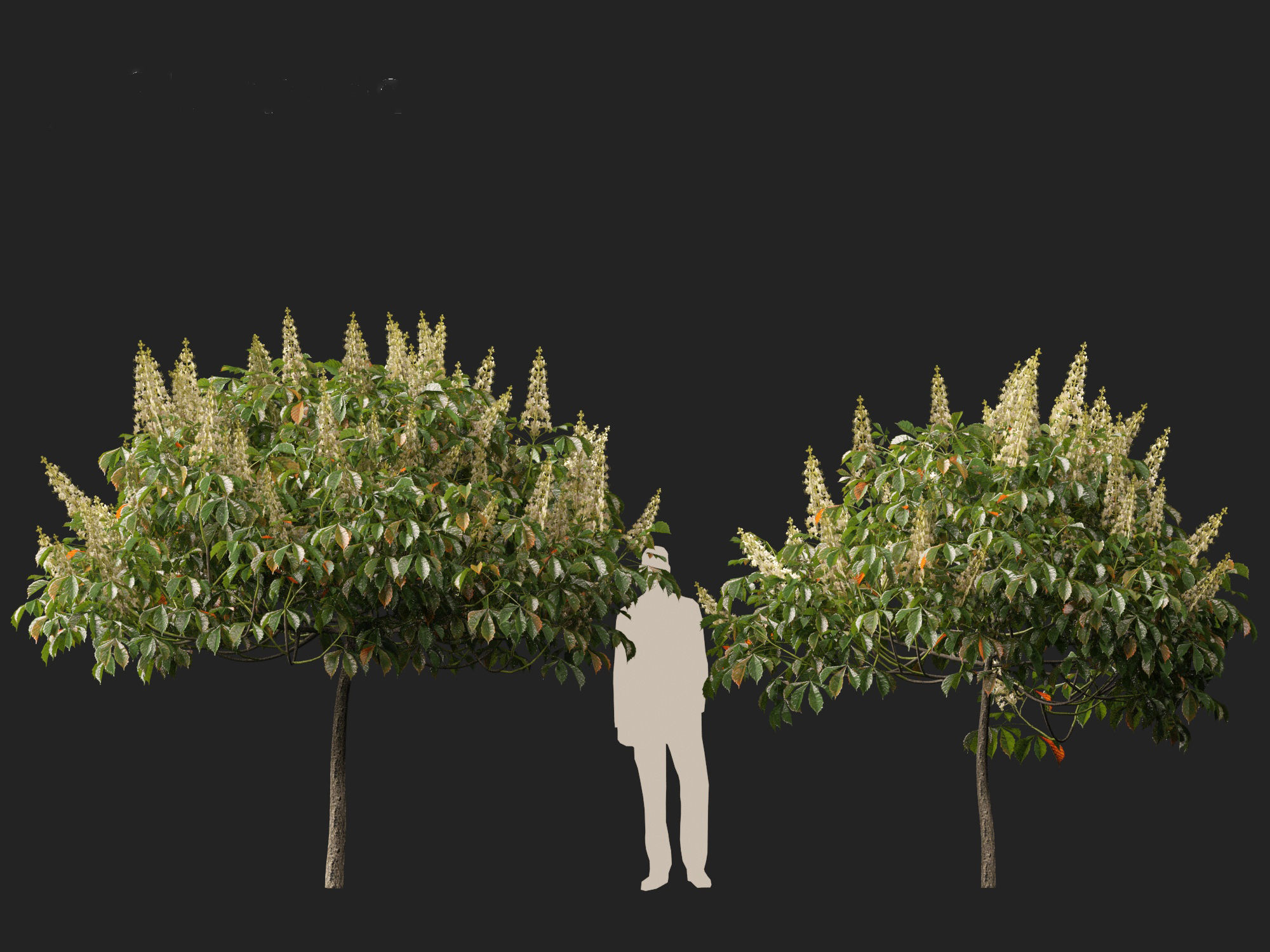 Aesculus parviflora - bottlebrush buckeye 3D model_2