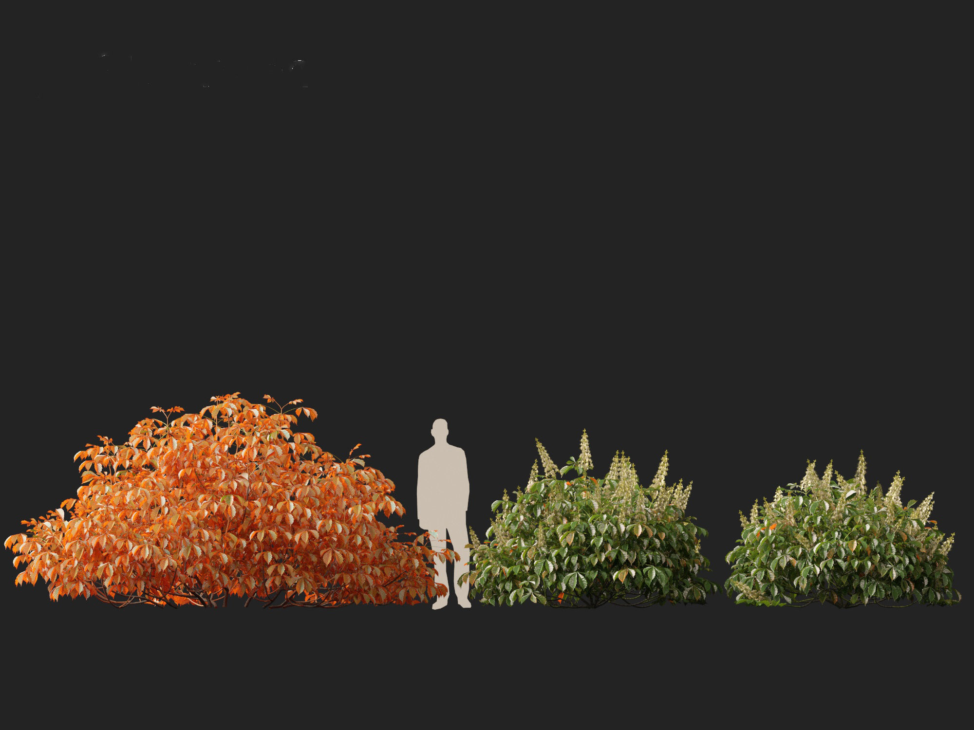 Aesculus parviflora - bottlebrush buckeye 3D model_12