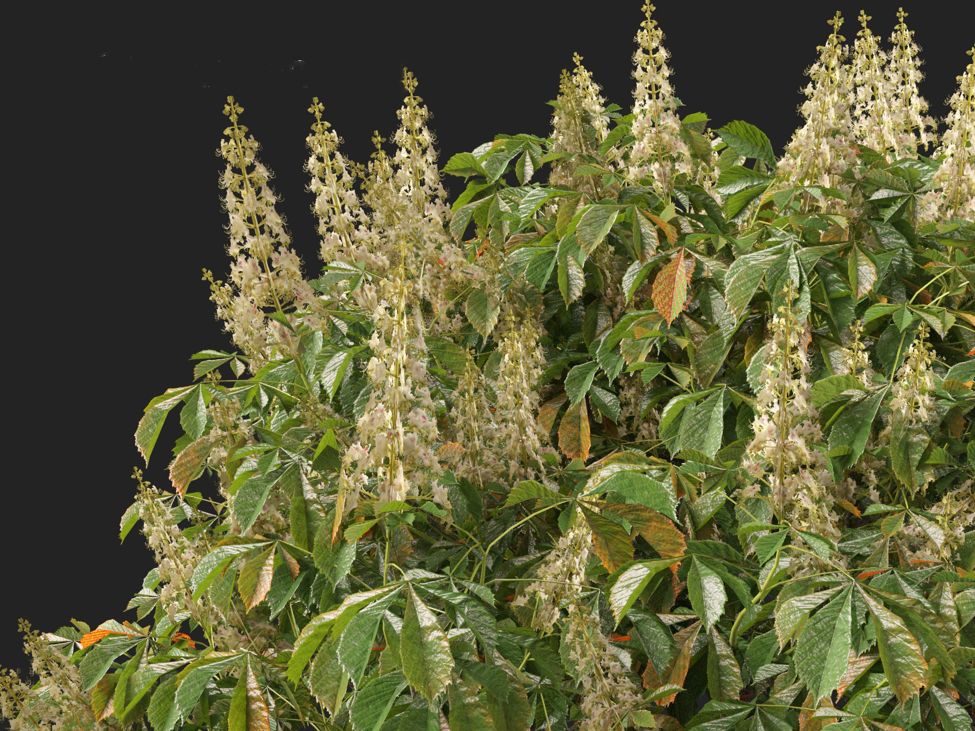 Aesculus parviflora - bottlebrush buckeye 3D model_5