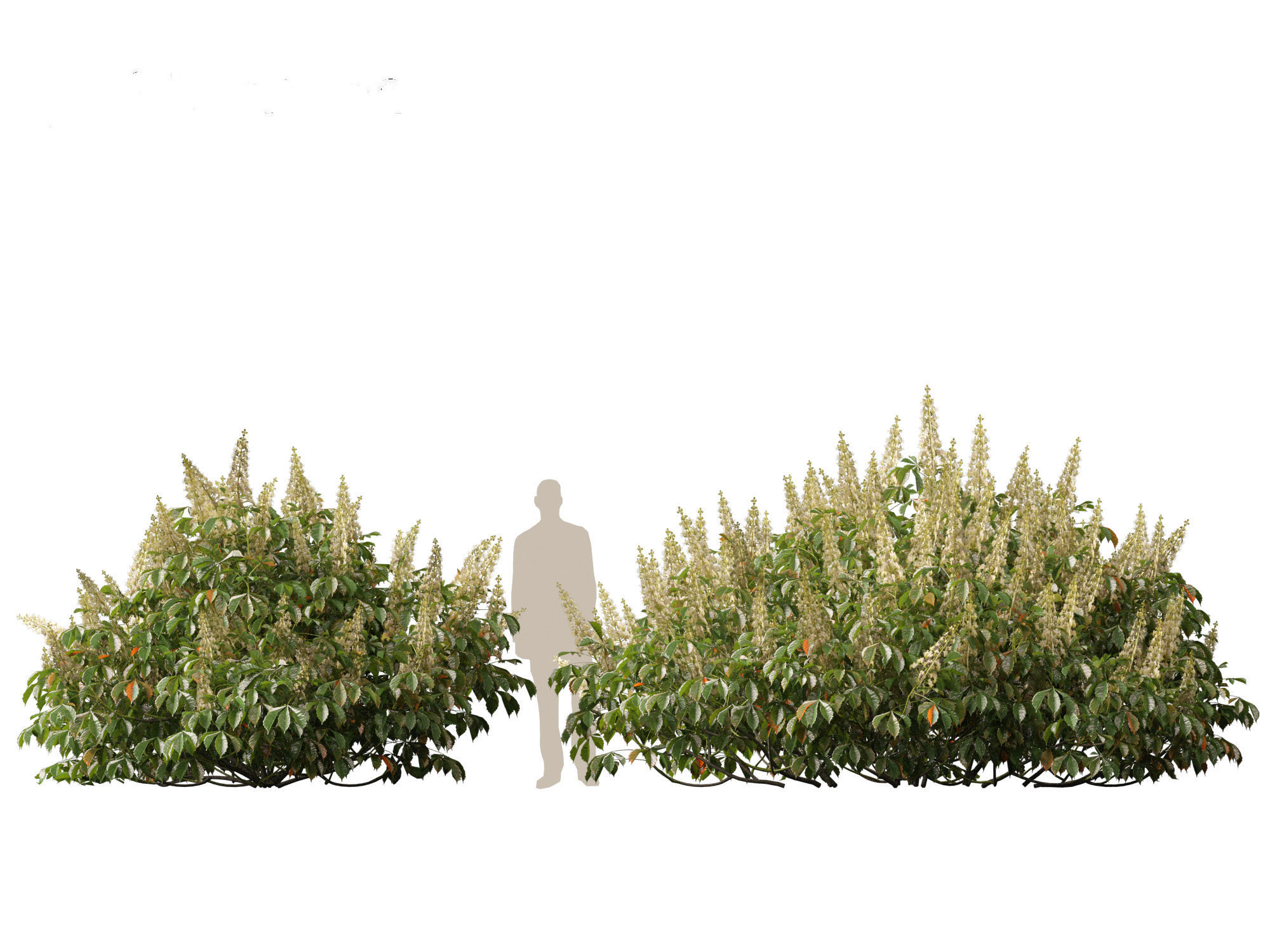 Aesculus parviflora - bottlebrush buckeye 3D model_13