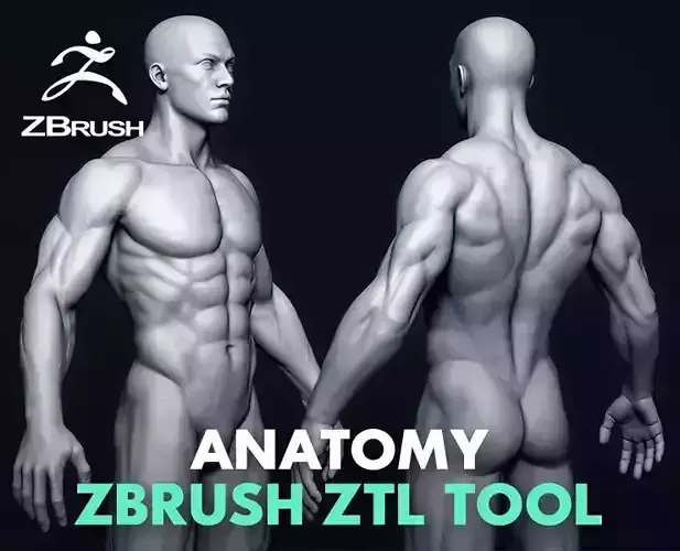 Anatomy ZTL Tool