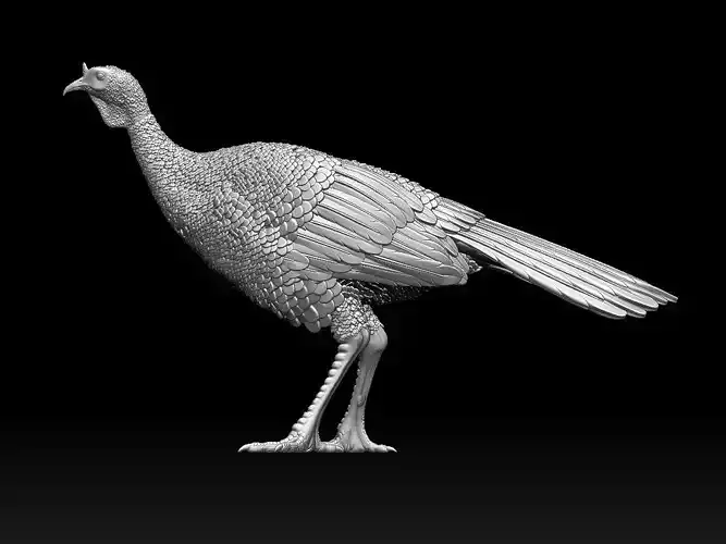 bird Turkey 3D print model